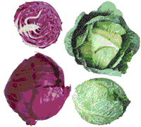 glossary_c/veg-cabbages.gif