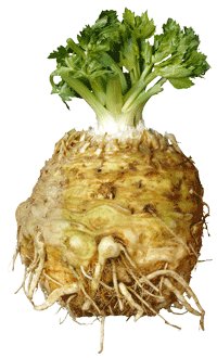 glossary_c/veg-celery-root.gif