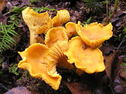 glossary_c/veg-mushroom-Chanterelle.jpg