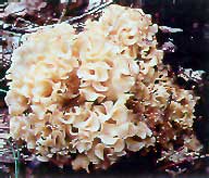 glossary_c/veg-mushroom_cauliflower.jpg