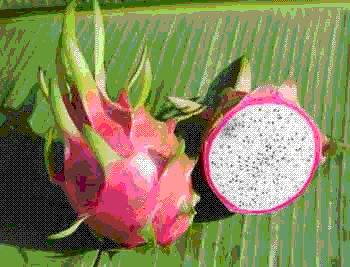 glossary_d/fruit-dragonfruit.GIF