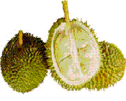 glossary_d/fruit-durian.GIF