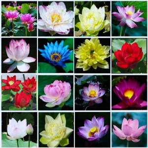 glossary_f/Fleurs_lotus.jpg