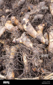 glossary_f/Root_tolomam_canna_indica.jpg