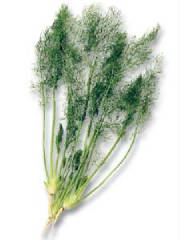 glossary_f/veg-fennel-mini.jpg