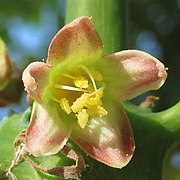 glossary_f/Root_manioc_fleur_male.jpg