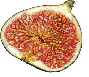 glossary_f/fruit-fig.GIF