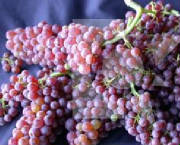 glossary_g/fruit-grapes_champagne.jpg