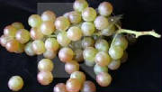 glossary_g/fruit-grapes_muscat.jpg