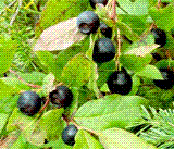 glossary_h/fruit-huckleberry_bilberr.GIF