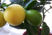 glossary_l/fruit-Limequat.jpg