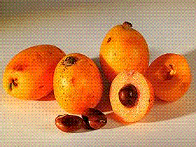 glossary_l/fruit-loquat.GIF