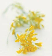 glossary_m/herb-mustard-flower.jpg