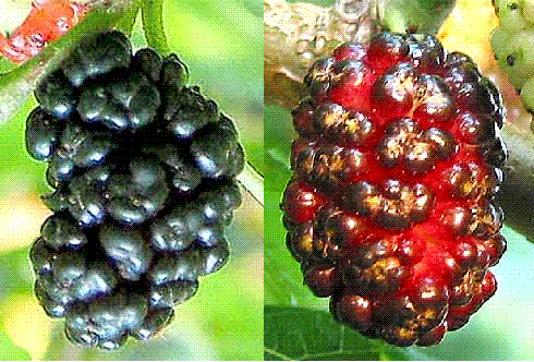 glossary_m/fruit-mulberry.GIF
