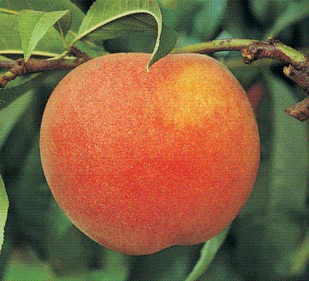 glossary_p/fruit-peach.GIF