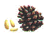 glossary_p/fruit-pinenut.GIF