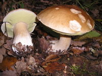 glossary_p/veg-mushroom-porcini2.jpg