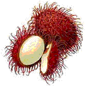 glossary_r/fruit-rambutan.GIF