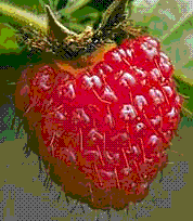 glossary_r/fruit-raspberry.GIF