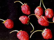glossary_s/fruit-Strawberry_wild.jpg