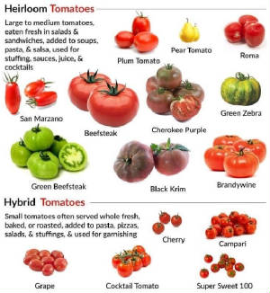 glossary_t/tableau_tomates.jpg
