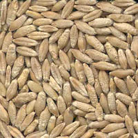 glossary_t/seed-Triticale-seeds.jpg