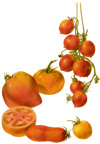glossary_t/veg-tomatoes.gif
