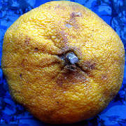 glossary_u/fruit-uglyfruit.jpg