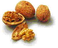 glossary_w/fruit-walnut.GIF