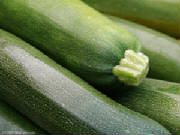 glossary_z/veg-Zucchini.jpg