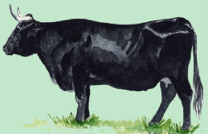 races_vaches/Espagne_vaches_avilena.jpg