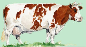 races_vaches/Scandinavie_vaches_rouge_blanche.jpg