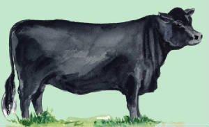 races_vaches/uk_vaches_angus.jpg