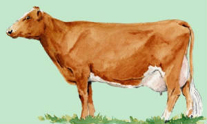 races_vaches/uk_vaches_guernsey.jpg