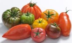 repertoire_legumes/legumes_tomate_varietes.jpg